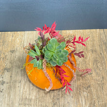 Load image into Gallery viewer, Succulent Pumpkin