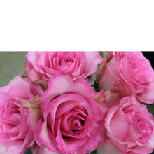 Load image into Gallery viewer, Swank Six - The Blooming Idea