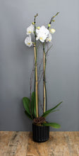 Load image into Gallery viewer, Orchid Plant Subscription - The Blooming Idea