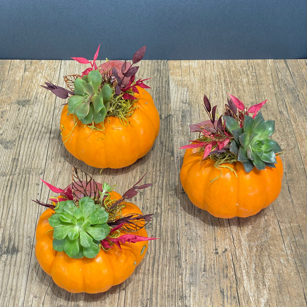 Orange Succulent Pumpkin Trio