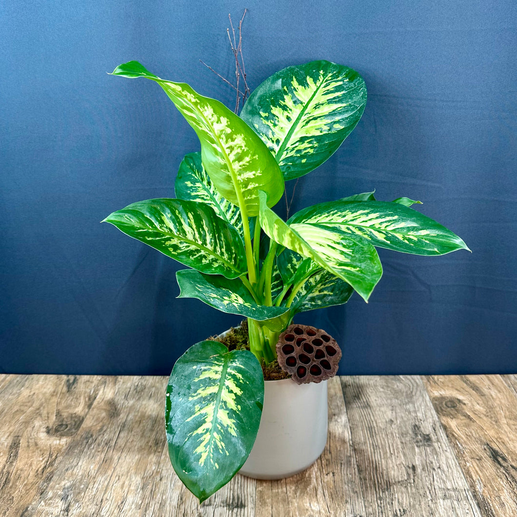 Dieffenbachia