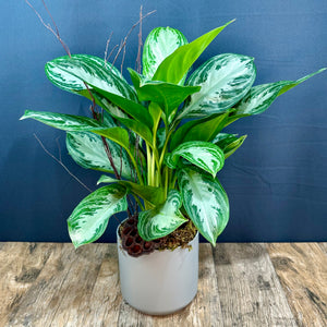 Chinese Evergreen