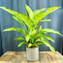 Load image into Gallery viewer, Dieffenbachia
