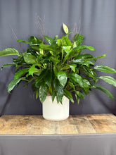 Load image into Gallery viewer, Peace Lily
